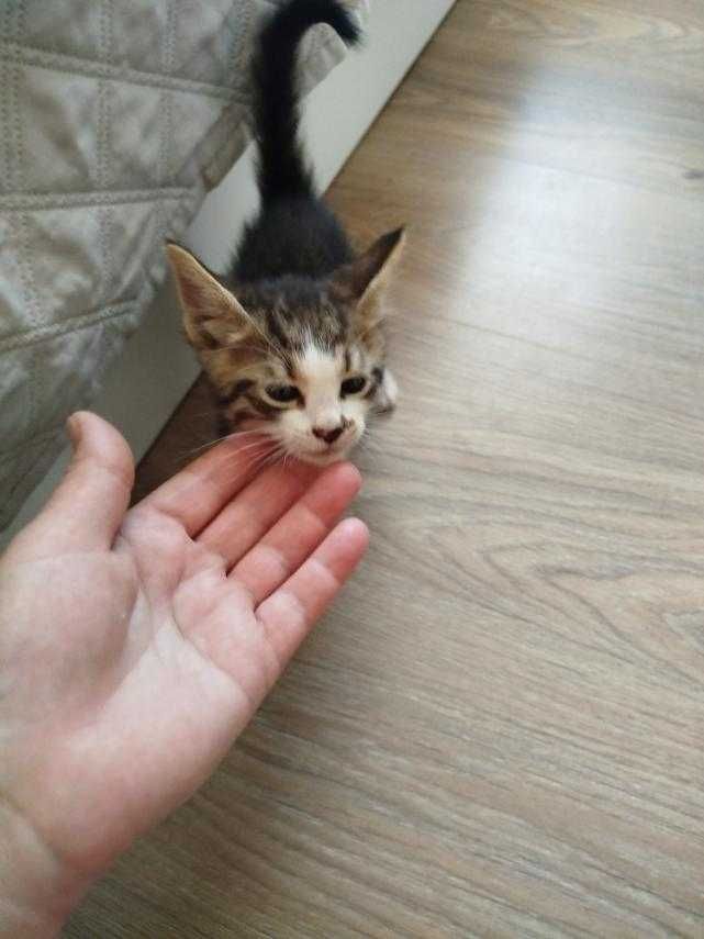 Подарям мъжко   котенце.