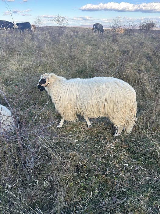 Berbeci brezi foarte frumosi