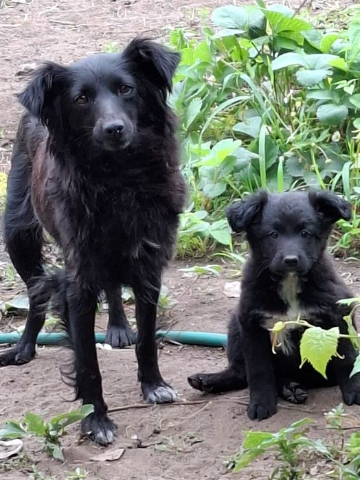 Отдам молодую собаку