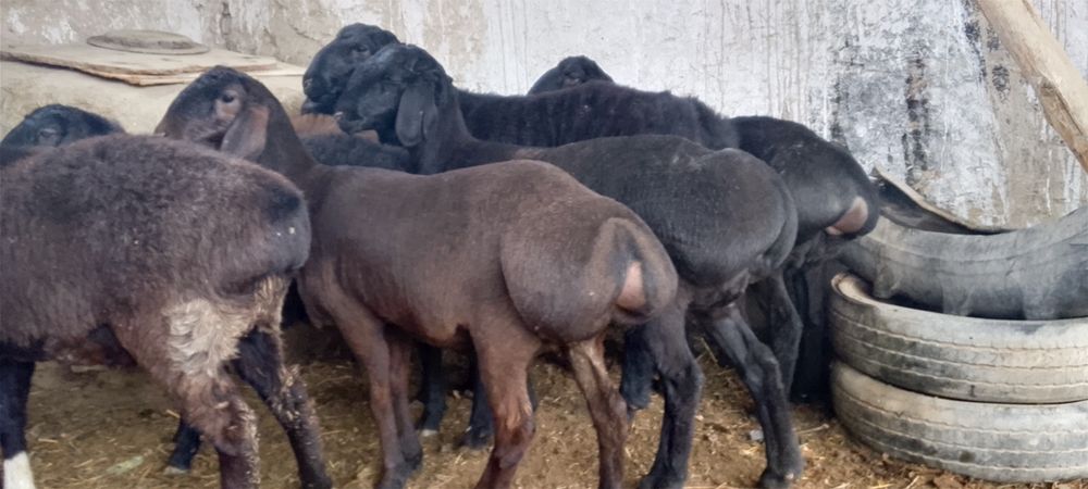 Казоки Бугоз куйлар 4500 дан