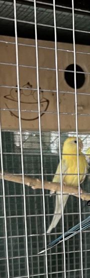 Vănd o pereche căntători maturi…