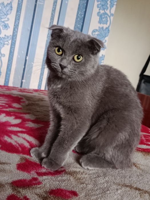 кошка 4 месяца  Scottish fold