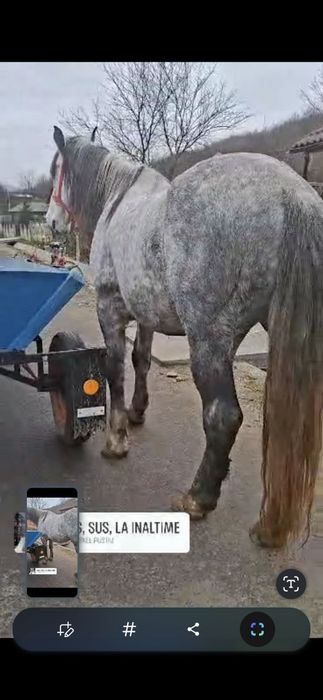 Vând sau schimb cal sur