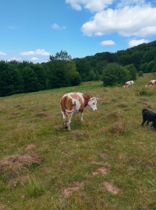 Vând vacă tânără