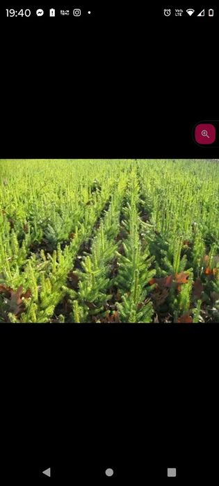 Puteți salcâm  mestecan fag