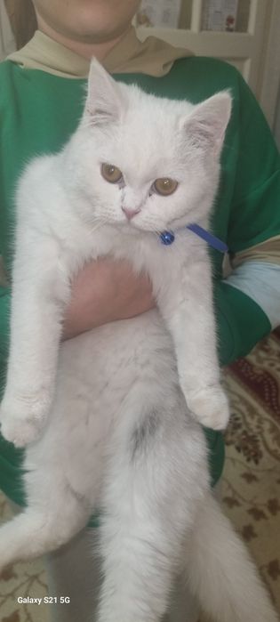 Продаётся британский котенок