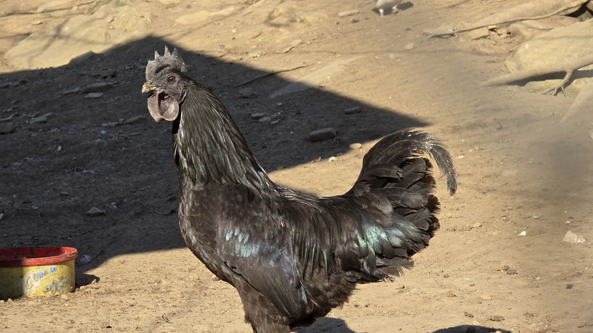 Ayam Cemani oua pentru incubat