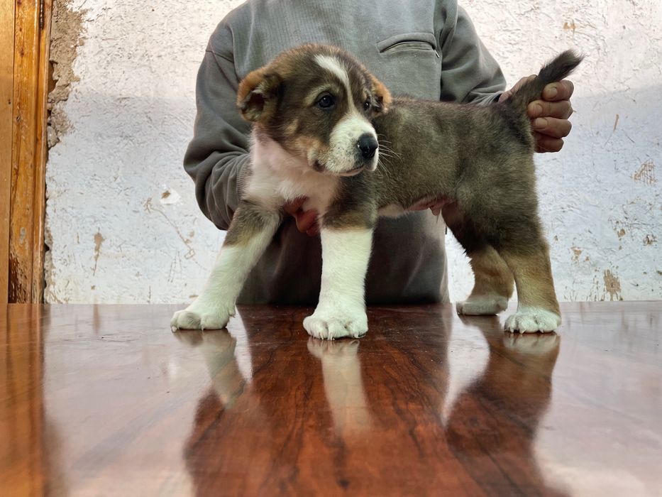 Щенок Алабая ( Супер Гигант ) чистокровный )