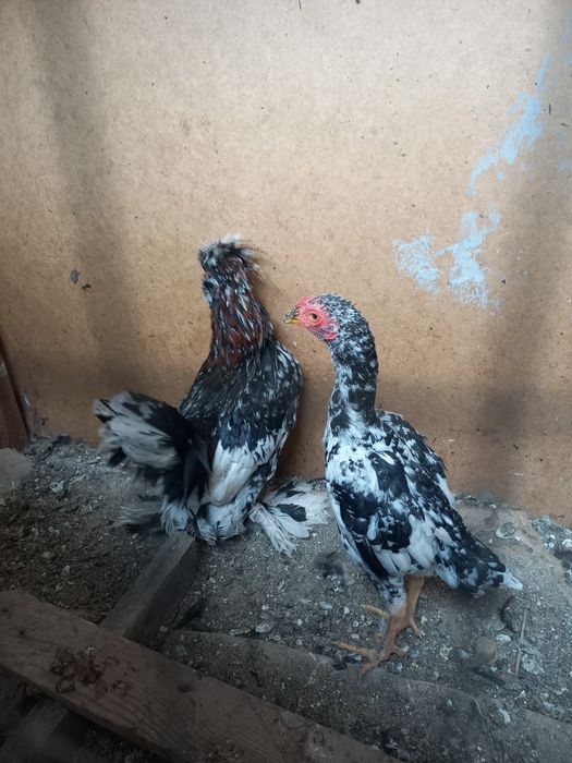 Япон хурозлар сотилади