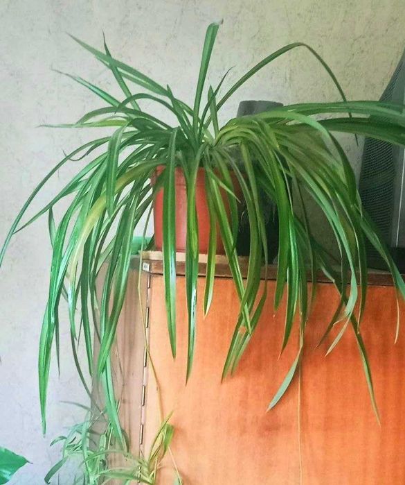 Продам. Большой  Хлорофитум . Мощный очиститель воздуха.