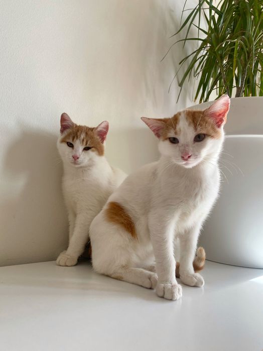 Котенце момче 2,5 месеца