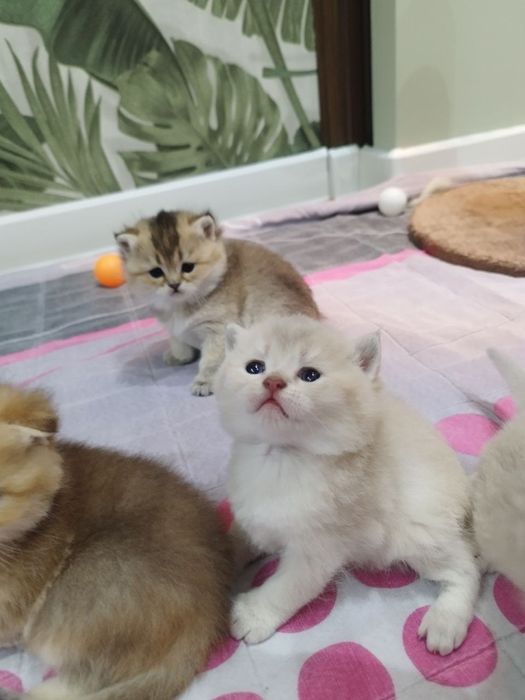 Чистокровные милые здоровые малыши