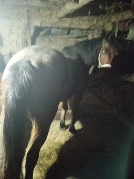 Vând mânz de 3 ani