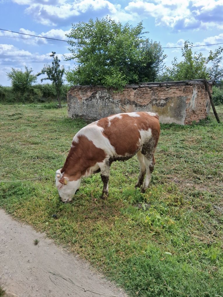Juninca baltata românească