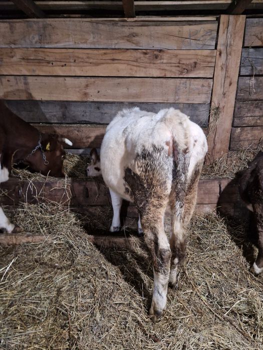 Vand o vitea foarte frumoasa