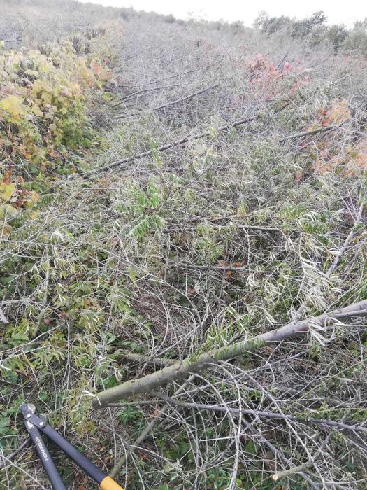 Vand material lemnos compus din crengi cu grosimea 1-7cm