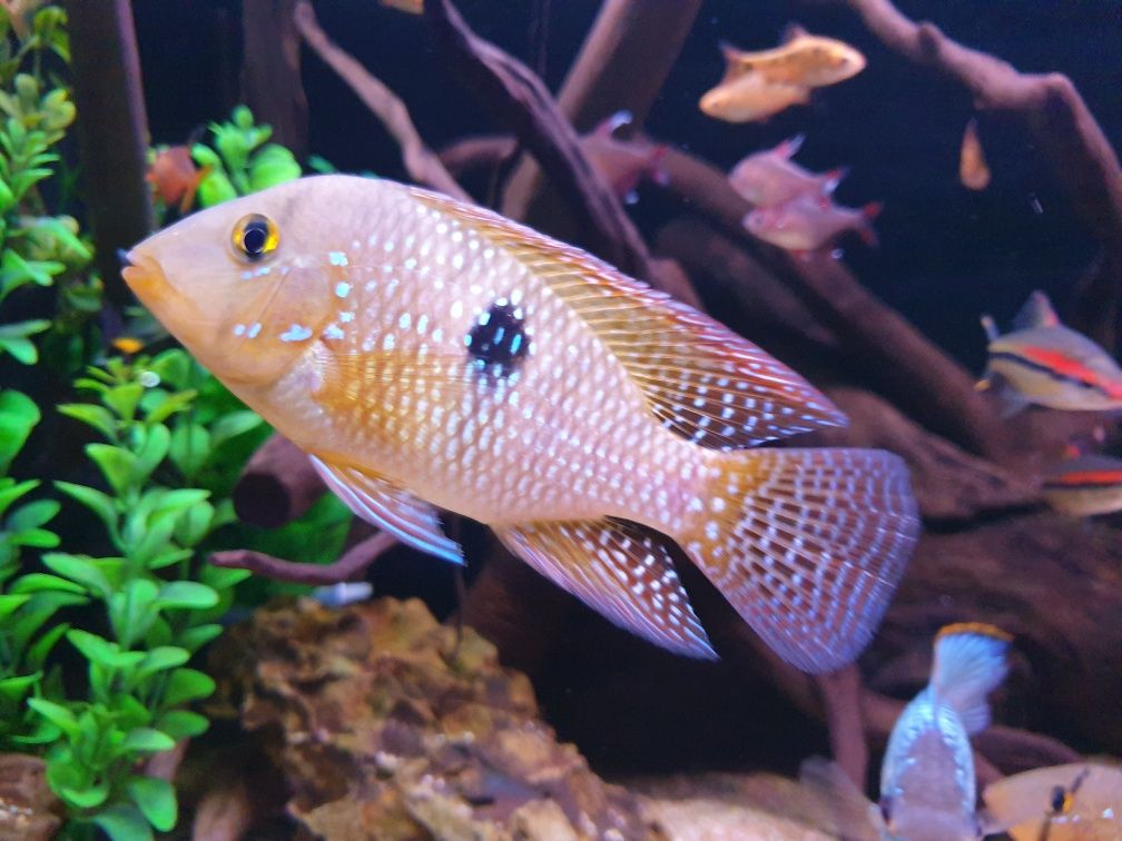 Geophagus. Ciclide. Schimburi cu alte obiecte de acvaristica