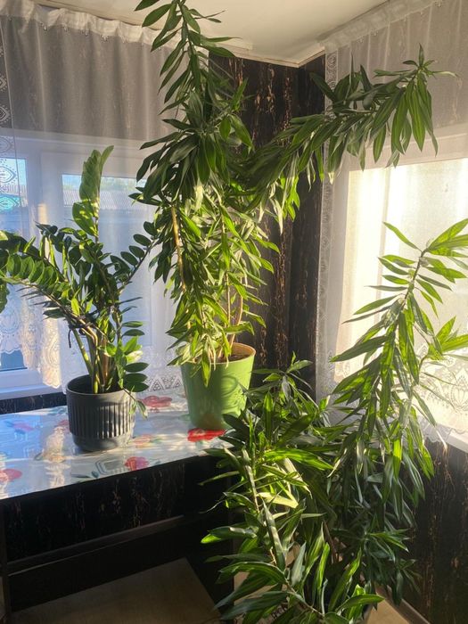 Продам дом в Петерфельде