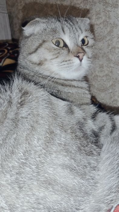 Скоттеш фолд Мальчик 8 месяце
