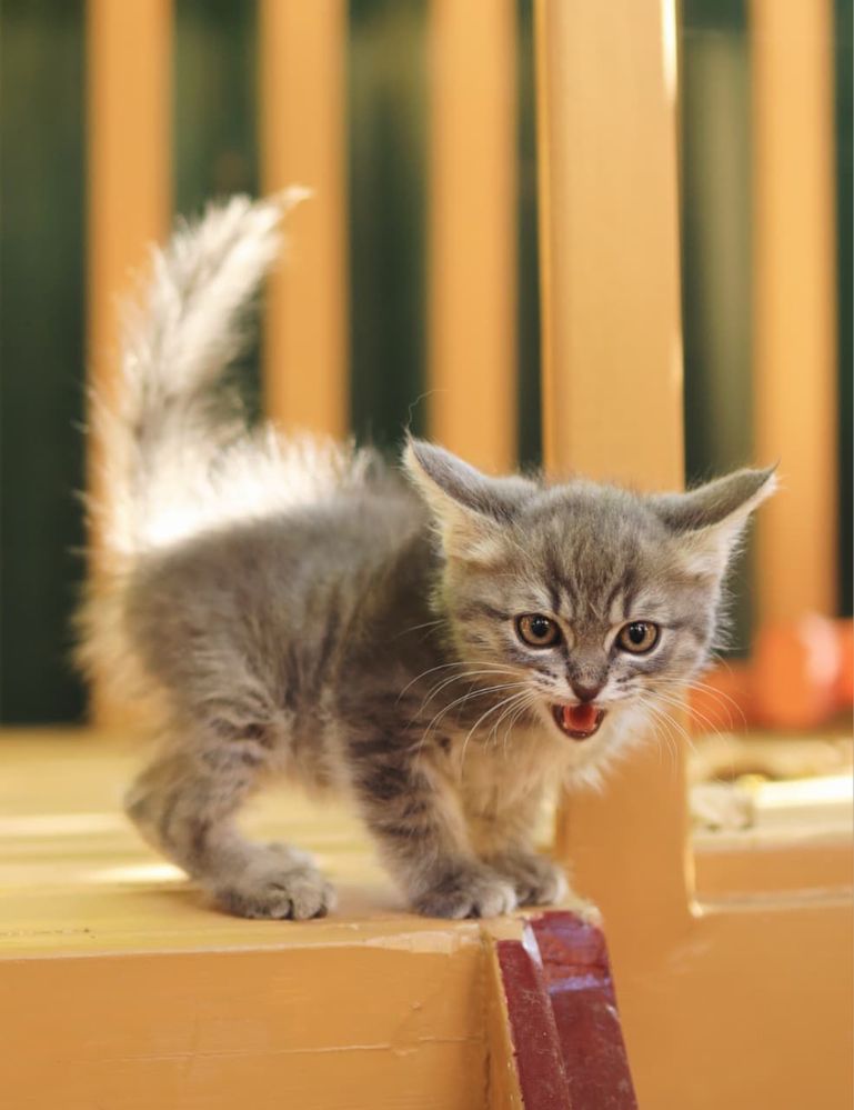 Котенок - девочка,  2 месяца
