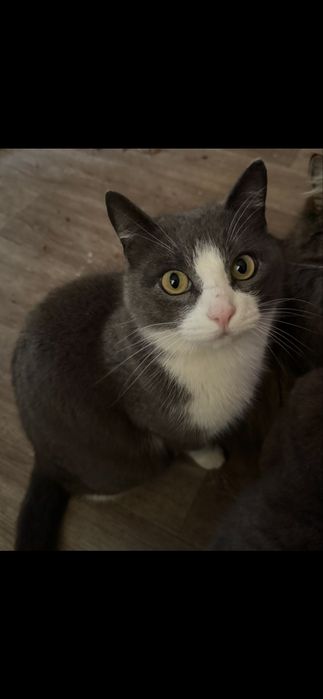 Отдам добрые руки, кот бездомный