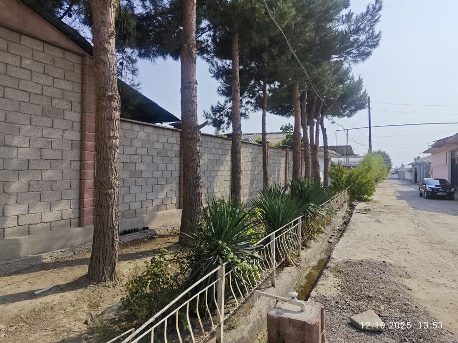 20-30 йиллик сосна дарахтлари