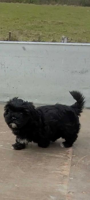 Catel shihtzu cauta casa noua