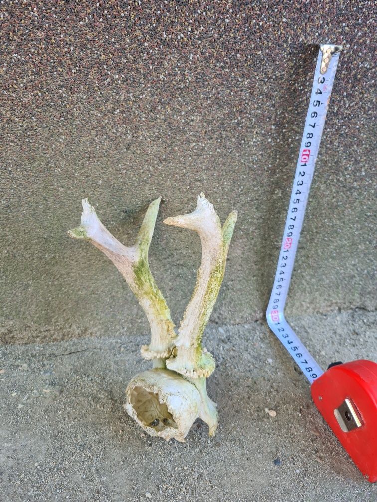 Trofeu caprior 25cm