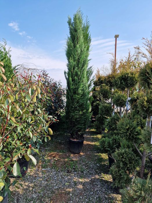 Plante Ornamentale De orice specie Oriunde In tara