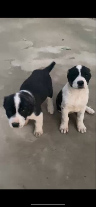 Күшік Ұрғашы Төбет