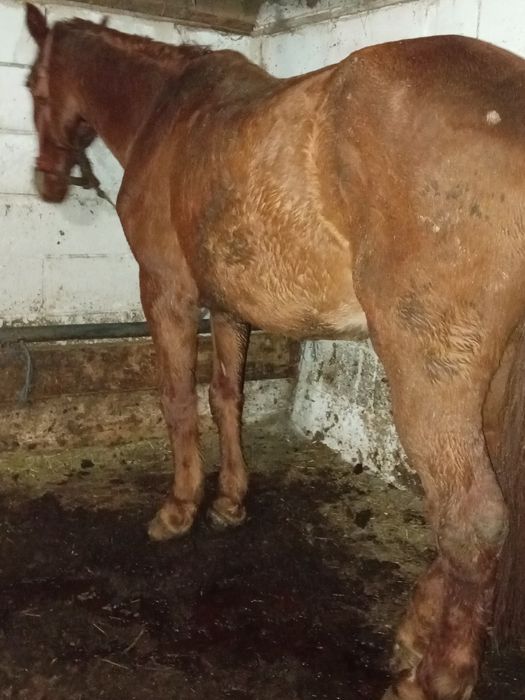 Vând cal sau schimb