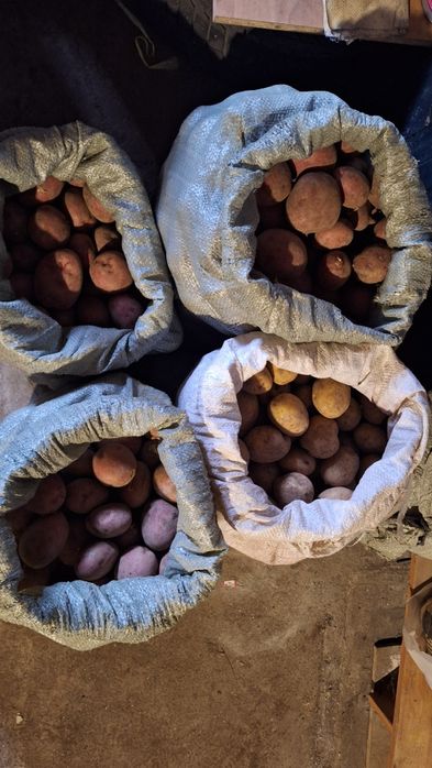 Дачный картофель