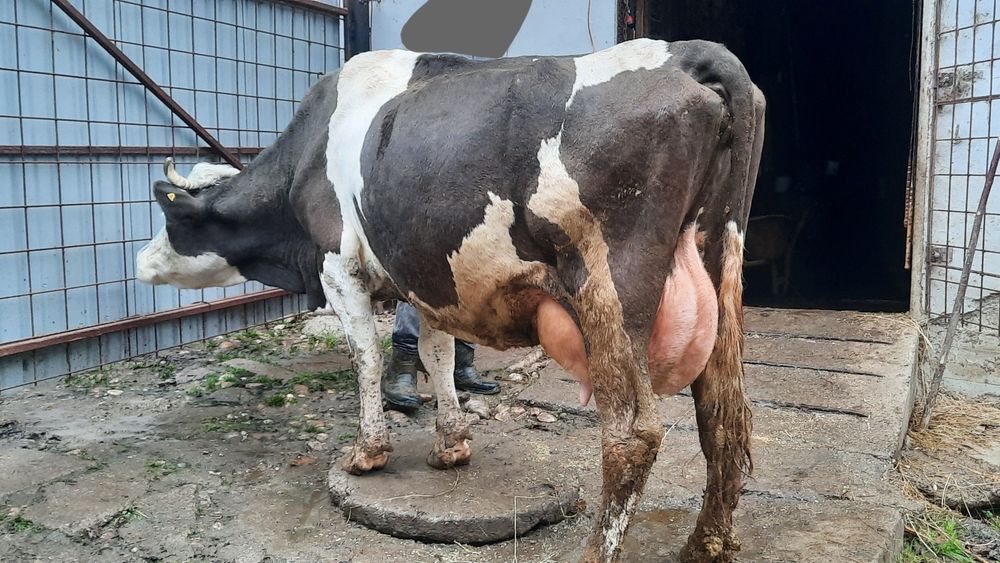 Vacă  de  Lapte!!