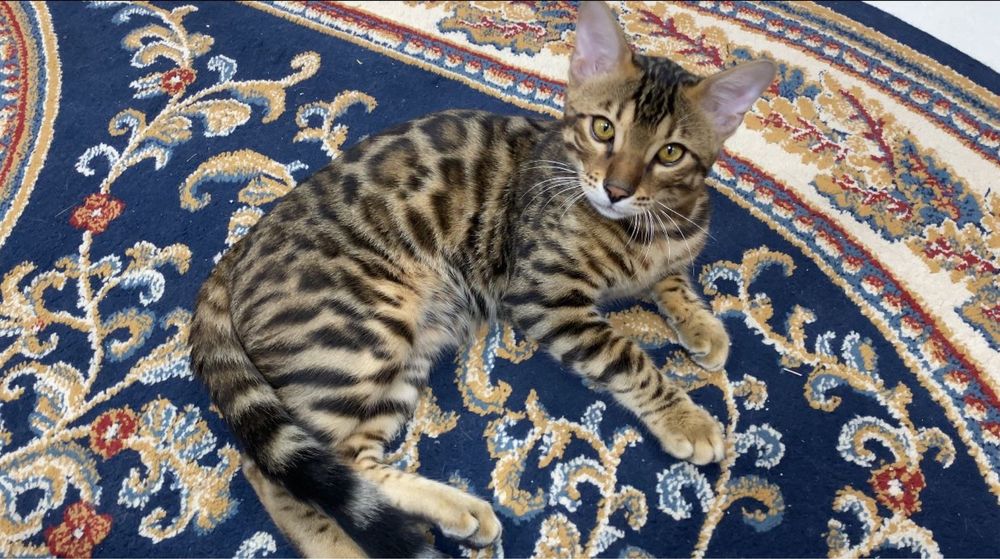 Бенгал для вязки