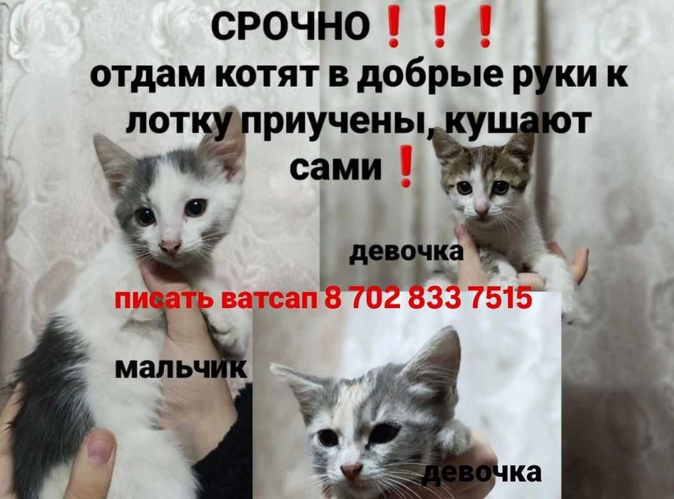 Срочно котчт в добрые руки