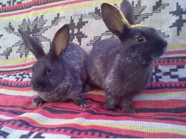 Чистопородные кролики "Серебро" разных возрастов.