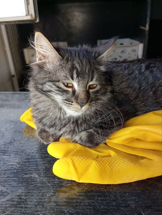 БЕСПЛАТНО в добрые руки , кошечки девочки