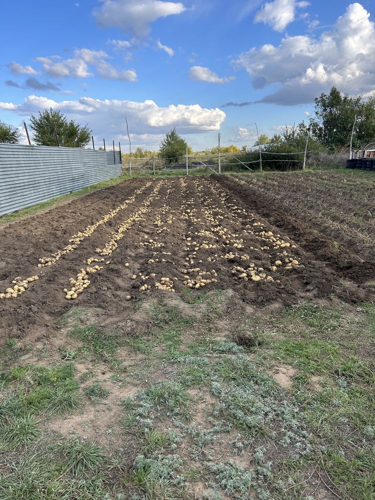 Продам домашнюю картошку