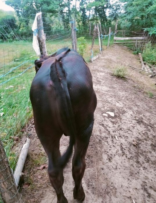Vițel Angus De Vânzare