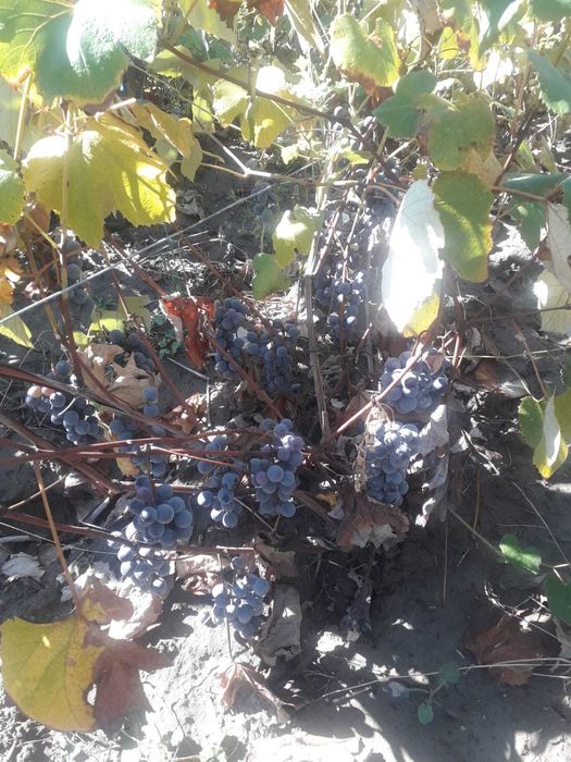 Vand struguri pentru vin