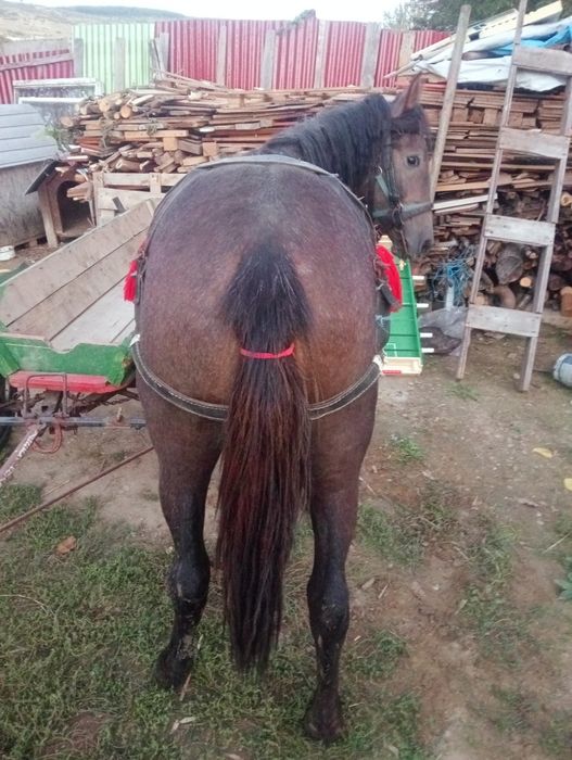 Mnza de vânzare cuminte