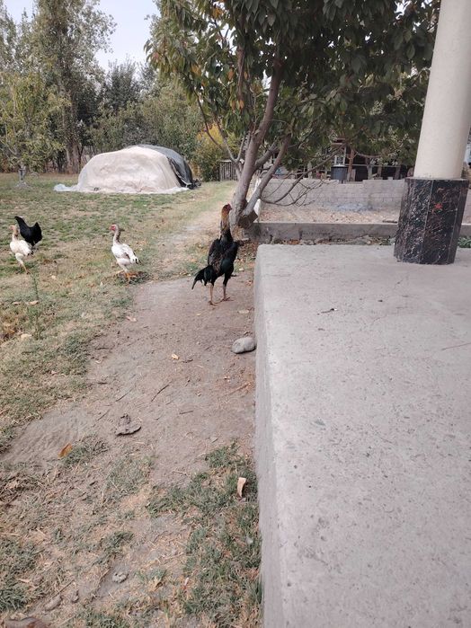 Dakan tovuq joʻjalari sotiladi