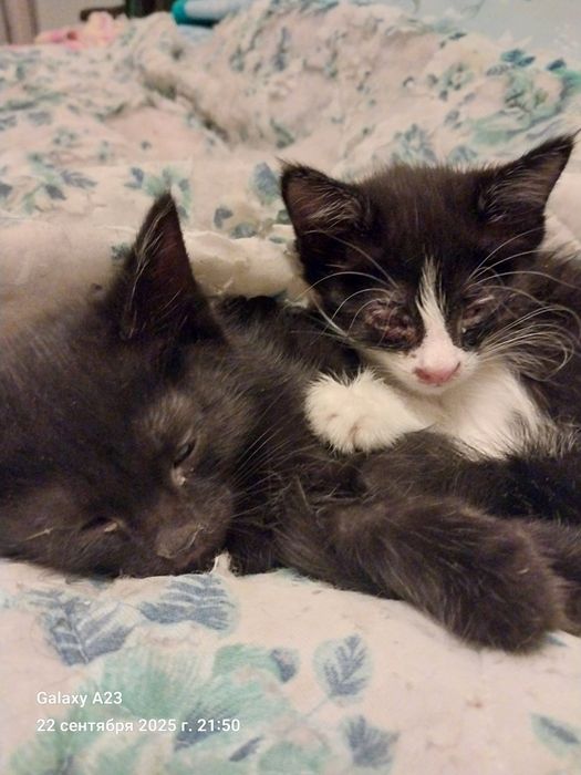 Котята домашние в добрые руки бесплатно