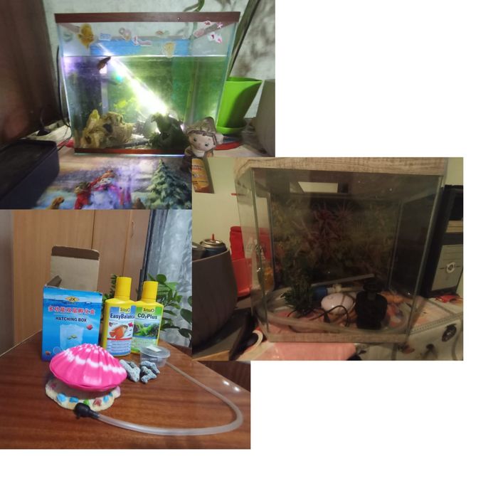 Продам два аквариума 1) 40 литров с рыбкой петушок , и сом,2) 20 литр