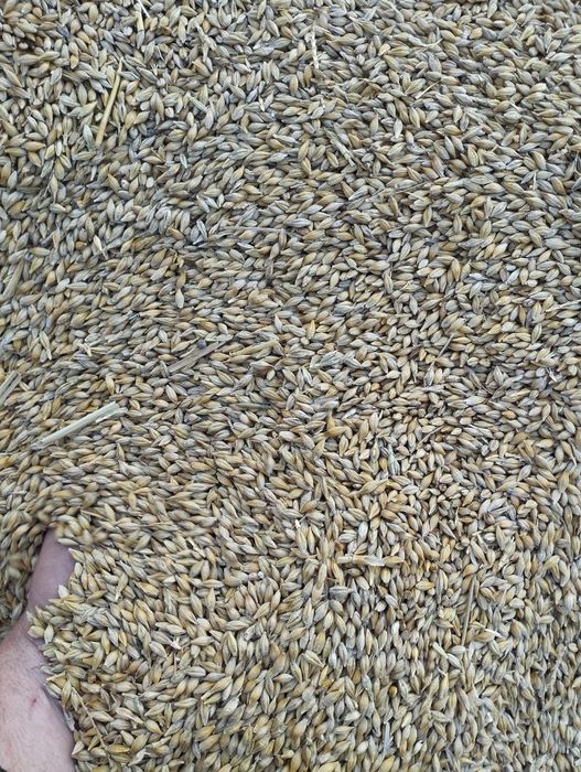 Продам ячмень сухой