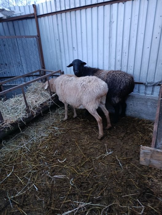 Продам жирных овец с откорма.