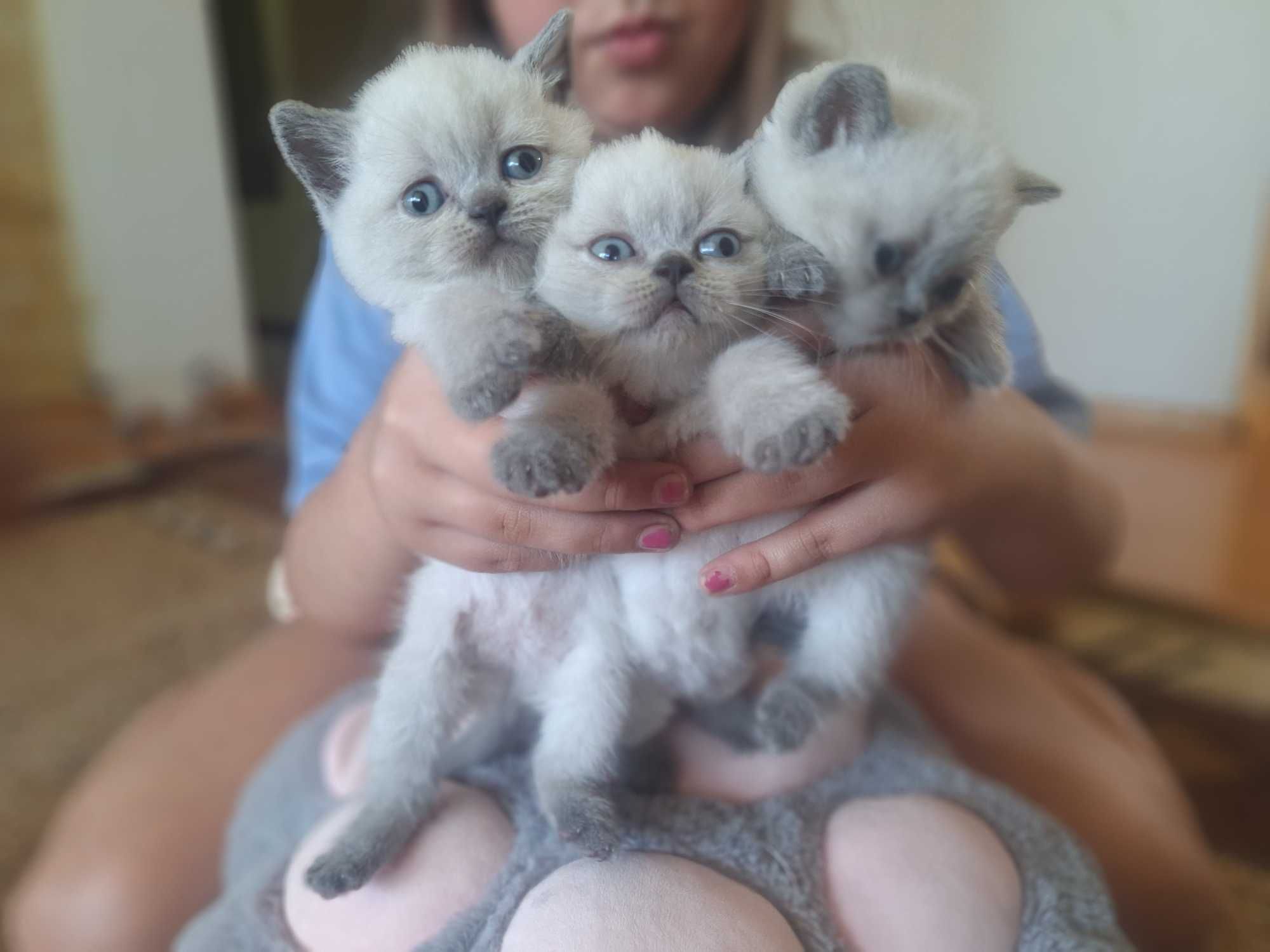 Шотландско колърпойнт момиченце