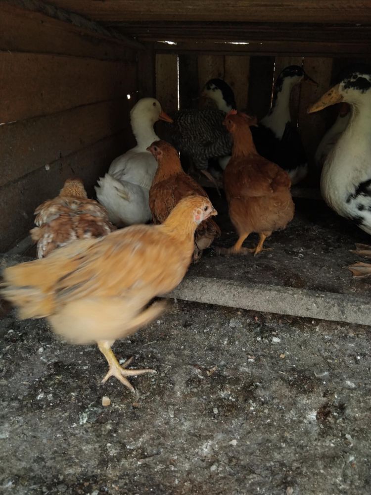 Vand ratuste si gaste, scoase la incubator.