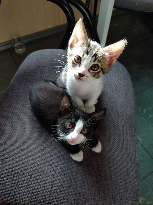 Котета на 3 месеца търсят дом