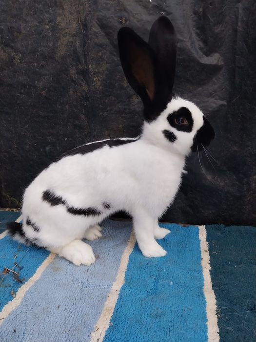 De vânzare iepurii ,